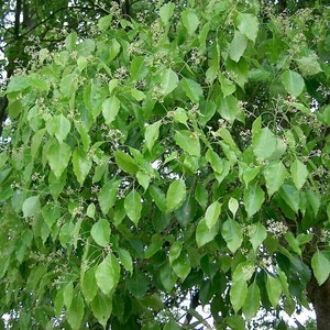 Cinnamomum Camphora Tree 10 Seeds, Camphor Laurel, Camphorwood image 2