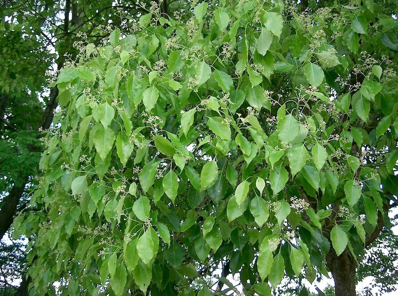Cinnamomum Camphora Tree 10 Seeds, Camphor Laurel, Camphorwood image 2