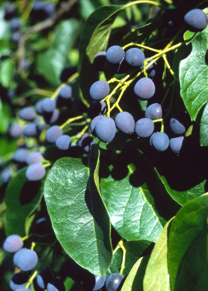 Chionanthus Retusus 10 Seeds, Flowering Chinese Fringe Tree, Bonsai image 4