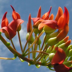 Strongylodon Siderospermus Very Rare Jade Vine Seed, A Protected Species Garden Creeper Climber image 2