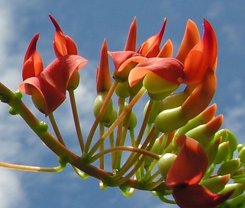 Strongylodon Siderospermus Very Rare Jade Vine Seed, A Protected Species Garden Creeper Climber image 2