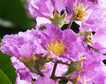 thumbnail image 2 of Lagerstroemia Speciosa Extract Capsules – 20% Corosolic Acid, Pure Banaba Leaf, Maple Lifesciences 2 of 4