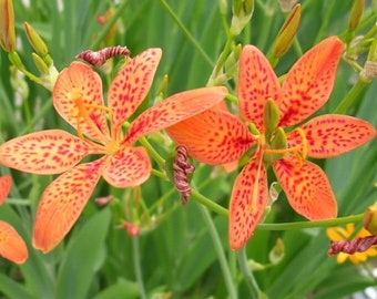 Iris Domestica / Belamcanda Chinensis 20 Seeds, Perennial Leopard Lily Or Hardy Blackberry Plants