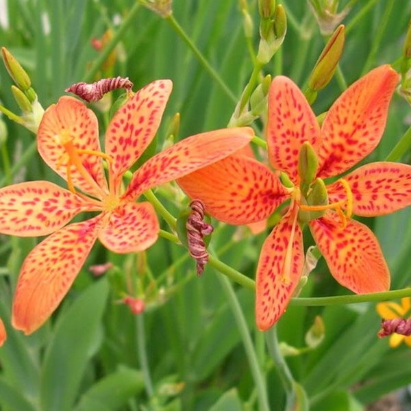 Iris Domestica / Belamcanda Chinensis 20 Seeds, Perennial Leopard Lily Or Hardy Blackberry Plants