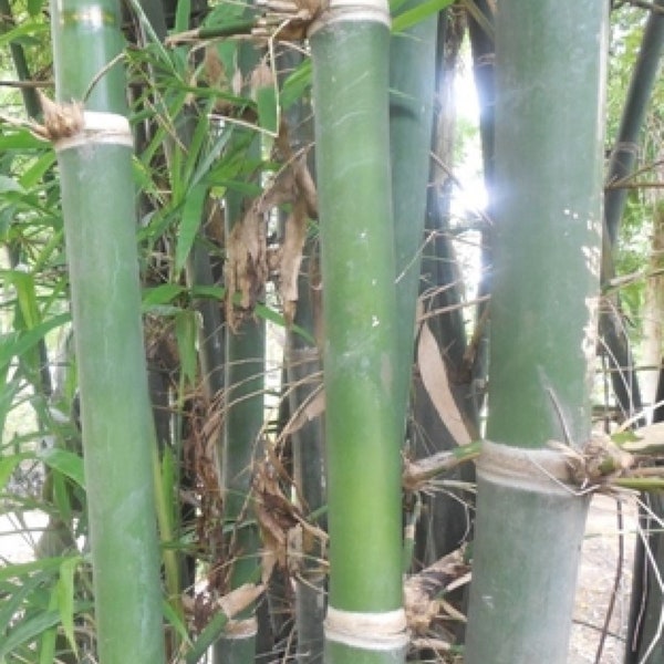 Bambusa Tulda 10 Seeds, Indian Bengal Timber Bamboo, Spineless and Clumping