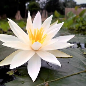 Nymphaea Pubescens White 15 Seeds, Hairy Water Lily Garden For Aquarium Or Ponds