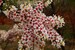 Xanthoceras Sorbifolium 5 Seeds, Hardy Yellowhorn Stunning Shrub or Small Garden Tree 