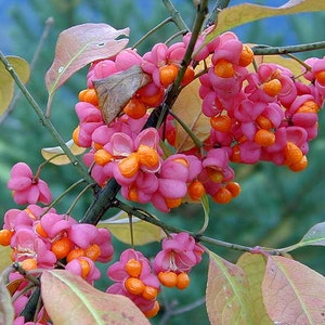 Euonymus Europaea Tree or Shrub 15 Seeds Ornamental Cold Hardy European Spindle image 2