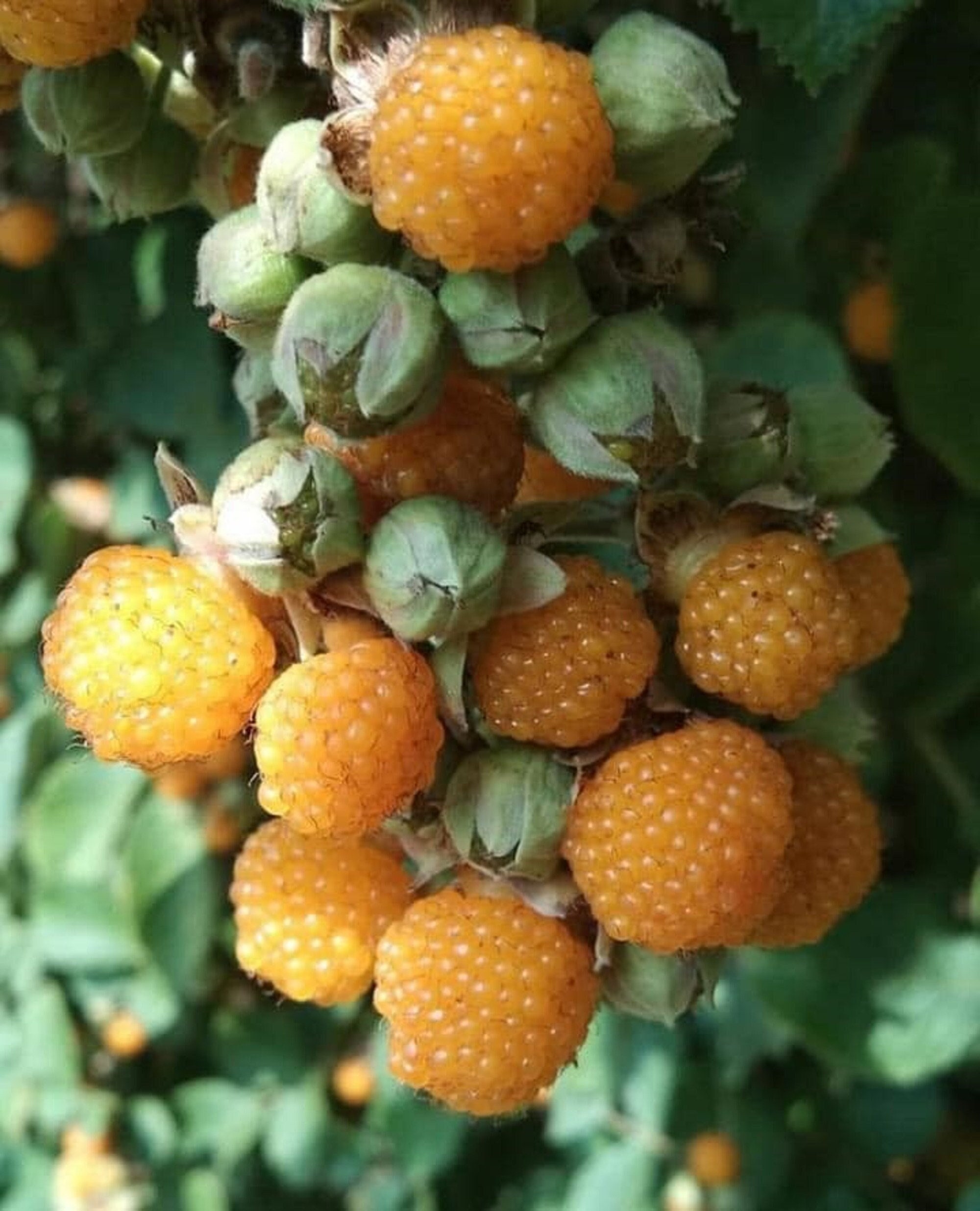 Mudflower: Golden Raspberry plants in Australia, image size:2000x2472