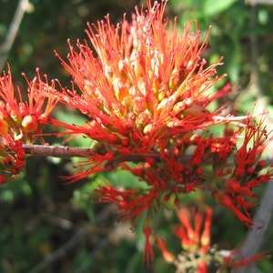 Combretum Microphyllum, Burning Garden Bush or The Flame Creeper Shrub, 5 Seeds image 1