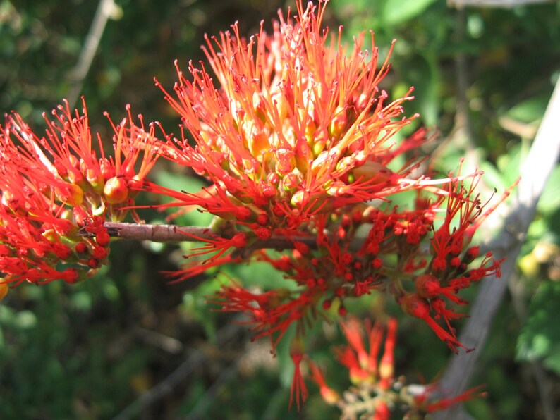 Combretum Microphyllum, Burning Garden Bush or The Flame Creeper Shrub, 5 Seeds image 1