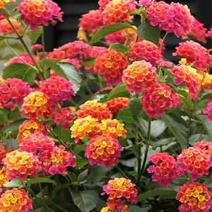May include: A vibrant cluster of pink and yellow lantana flowers in full bloom. The flowers are arranged in a dense, rounded shape, creating a colorful and eye-catching display.