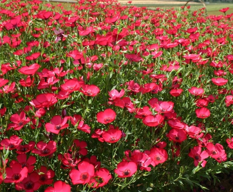 The Plant Attraction Linum Grandiflorum Rubrum Seeds - Thumbnail 4