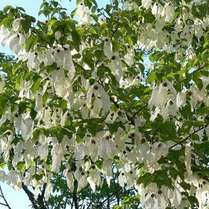 Davidia Involucrata Seed, Hardy Dove Tree, Handkerchief or Ghost Tree, Garden Plants image 3
