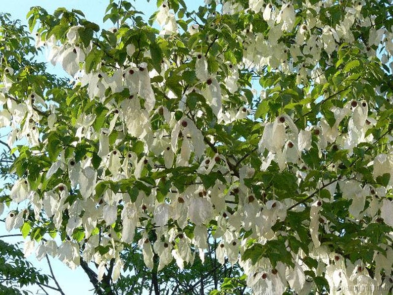 Davidia Involucrata Seed, Hardy Dove Tree, Handkerchief or Ghost Tree, Garden Plants image 3