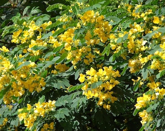 Cassia Glauca 20 Seeds, Scrambled Egg Shrub Tree Bush Senna Surattensis