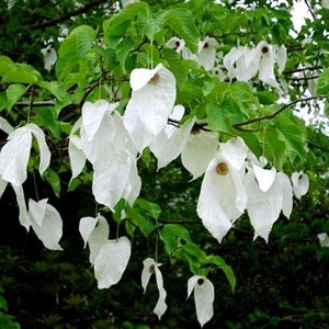 Davidia Involucrata Seed, Hardy Dove Tree, Handkerchief or Ghost Tree, Garden Plants image 2