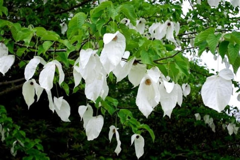 Davidia Involucrata Seed, Hardy Dove Tree, Handkerchief or Ghost Tree, Garden Plants image 2