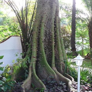 May include: A large tree with a thick trunk and many roots. The tree is growing near a white wall and has a green, leafy canopy.
