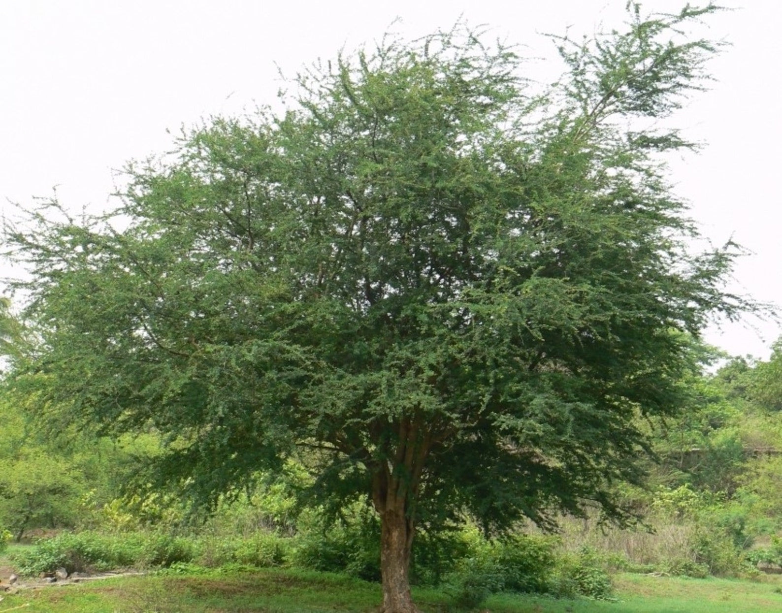 Pithecellobium Dulce Tree 15 Seeds, Manila Tamarind, Madras Thorn, or ...