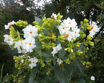 Nyctanthes Arbor Tristis 10 Seeds/ 5 Fruits, Fragrant Night Jasmine Shrub or Small Tree