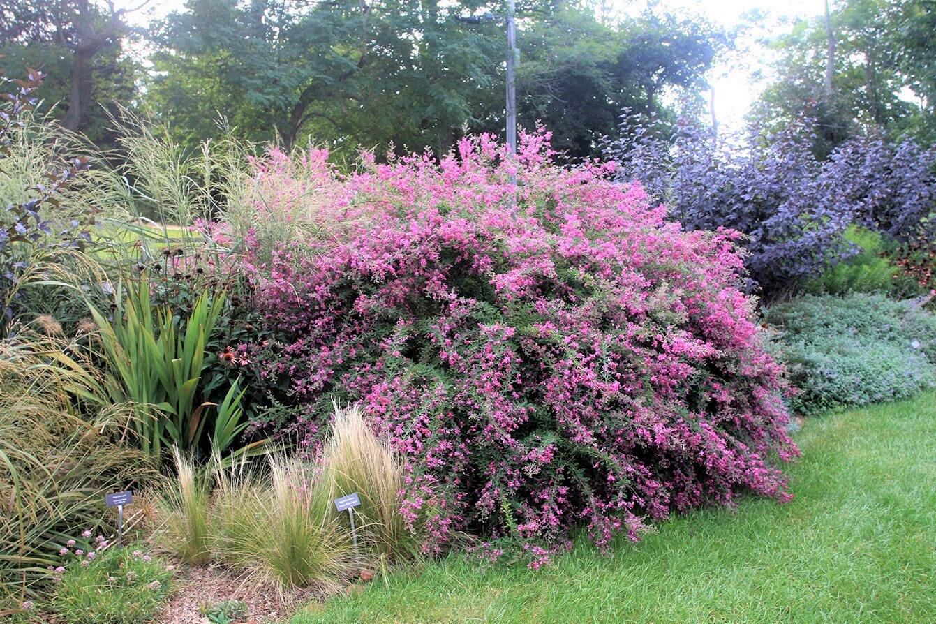 lespedeza商品です Shruby Lespedeza (Lespedeza Bicolor) 10 seeds
