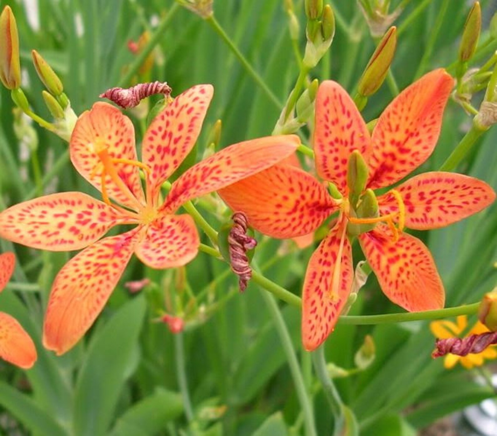 Беламканда китайская Лилия