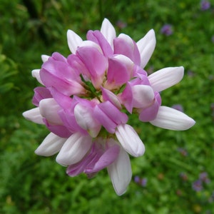 Coronilla Varia Perennial Crown Vetch Vine, Hardy Garden Ground Cover 20 Seeds, Fixes Nitrogen
