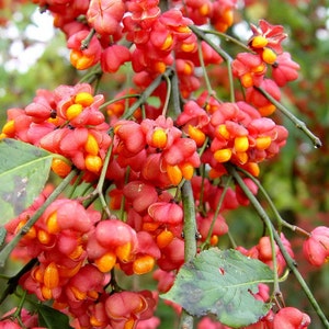 Euonymus Europaea Tree or Shrub 15 Seeds Ornamental Cold Hardy European Spindle image 1