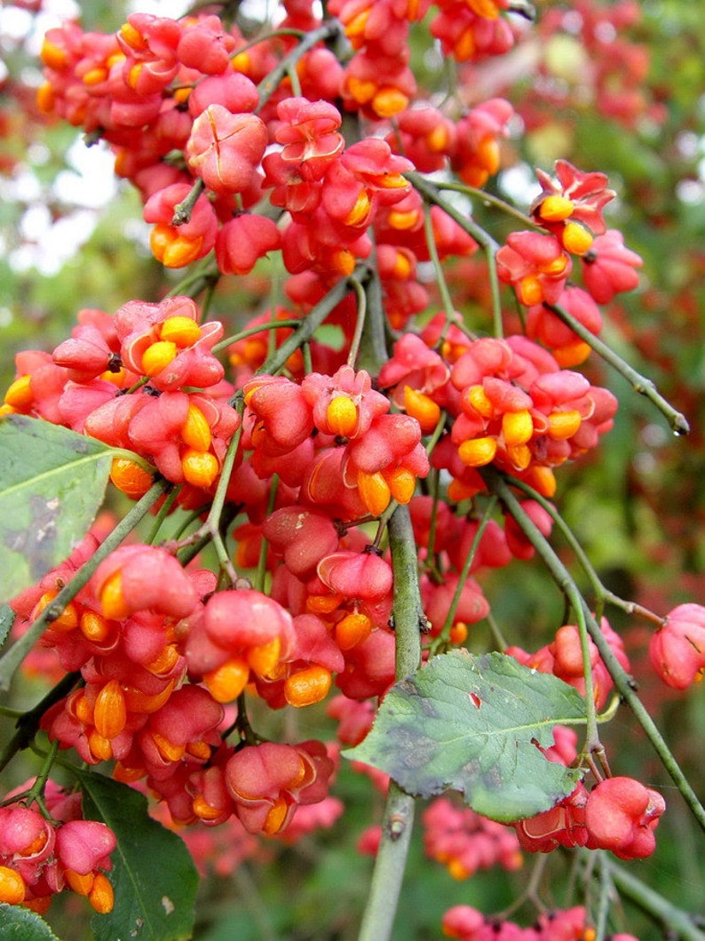 Euonymus Europaea Tree or Shrub 15 Seeds Ornamental Cold Hardy European Spindle image 1