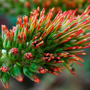 Acrocarpus Fraxinifolius 20 Tree Seeds, Pink Cedar Australian Ash, Erosion Control Fodder