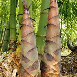 Bambusa bambos 15 Seeds, Giant Indian Thorny Bamboo, Garden Clumping Bambusa arundinacea image 2
