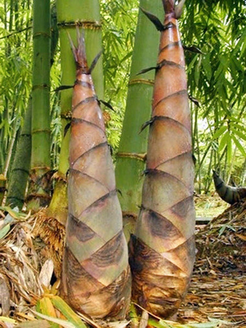 Bambusa bambos 15 Seeds, Giant Indian Thorny Bamboo, Garden Clumping Bambusa arundinacea afbeelding 2
