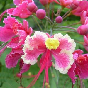 Caesalpinia Pulcherrima Pink 7 Seeds, Shrub / Tree, Great For Smaller Yards