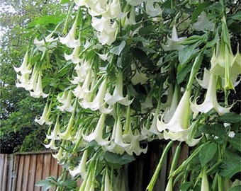 Brugmansia Suaveolens White 10 Seeds, Brazil's Angel Trumpet Shrub, Sm Tree