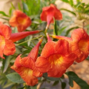 May include: Close-up of vibrant orange trumpet-shaped flowers with yellow centers, surrounded by green leaves. The flowers are in full bloom, showcasing their intricate details and textures. A natural, botanical theme.
