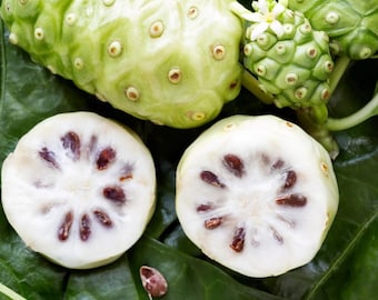 Morinda Citrifolia 15 Seeds, Noni Cheese Fruit Shrub or Small Tree Indian Mulberry
