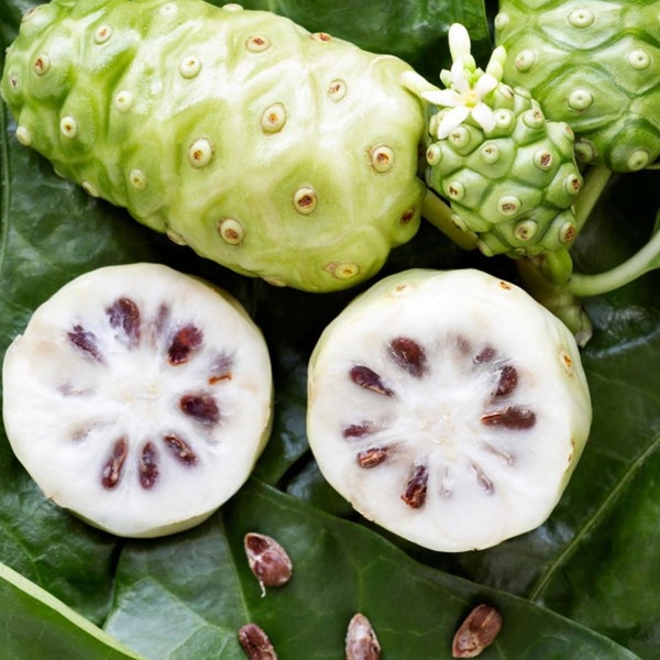 Morinda Citrifolia 15 Seeds, Noni Cheese Fruit Shrub or Small Tree Indian Mulberry