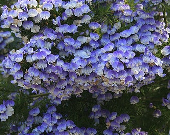 Psoralea Pinnata Shrub, Cold Hardy Kool Aid Bush or Small Tree, 8 Seeds