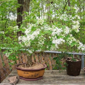 Chionanthus Retusus 10 Seeds, Flowering Chinese Fringe Tree, Bonsai image 6