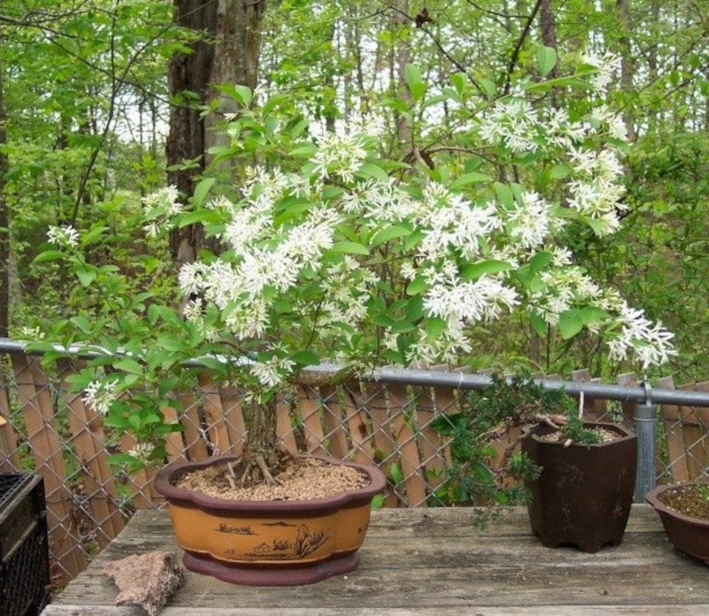 Chionanthus Retusus 10 Seeds, Flowering Chinese Fringe Tree, Bonsai image 6