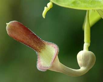 Aristolochia Tagala Vine 10 Seeds, Indian Birthwort, Dutchman's Pipe Garden Flowers