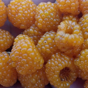 May include: Close-up of a handful of bright yellow raspberries. The raspberries are clustered together and have a slightly fuzzy texture.