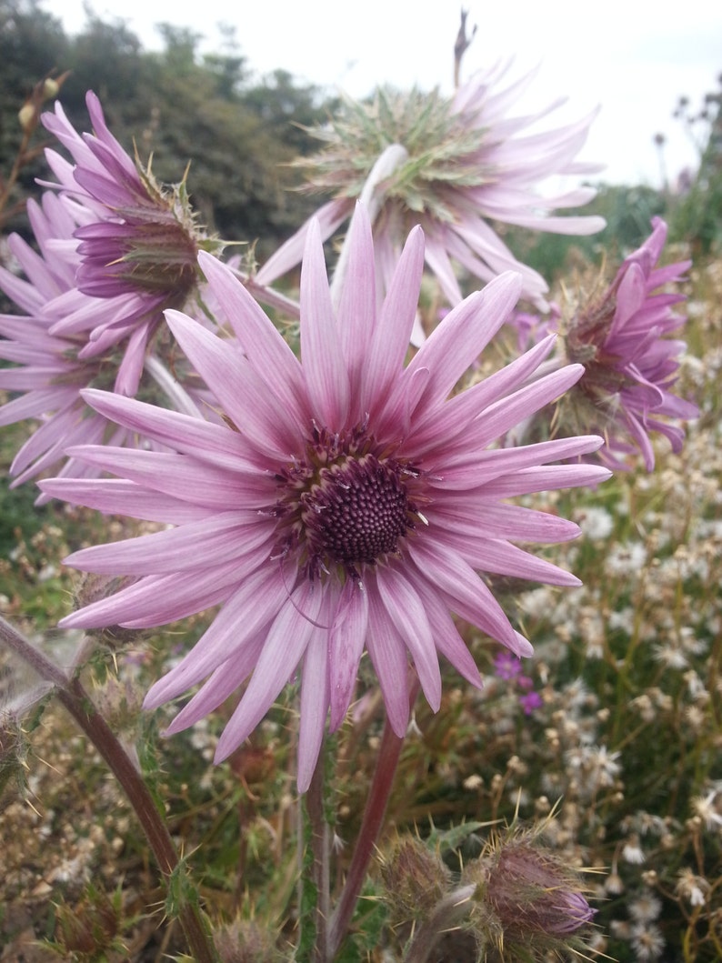 Berkheya Purpurea 15 Seeds, Purple Berkheya African Perennial Flower Plants image 3