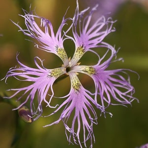 May include: A close-up of a delicate, light purple flower with fringed petals. The flower has a yellow center with dark green markings.