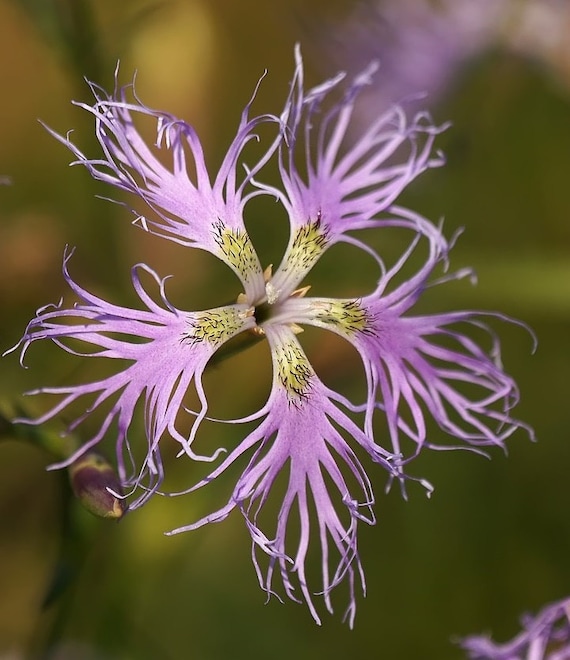 Dianthus Superbus 100+ Seeds, Fragrant Fringed Pink, Flowering Garden Plants
