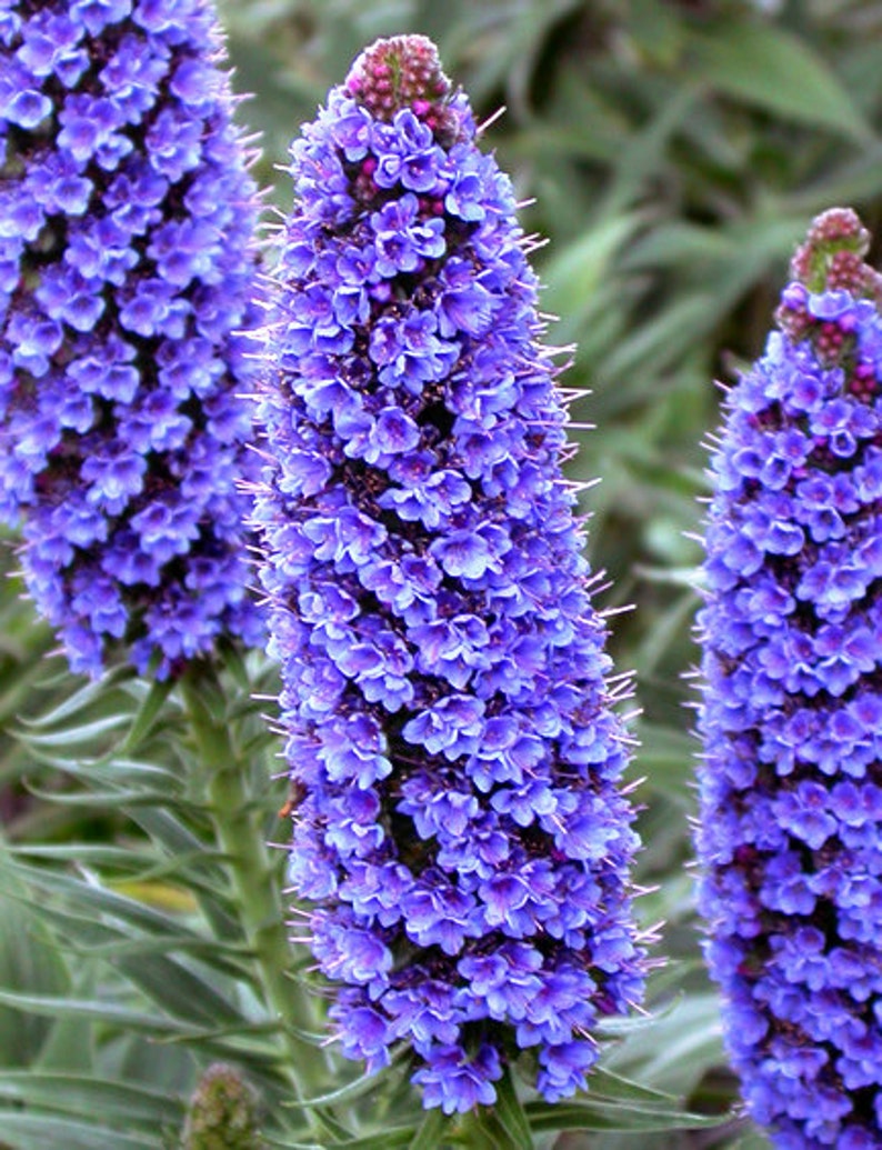 Echium Candicans 15 Seeds Pride of Madeira Plants Perennial Etsy