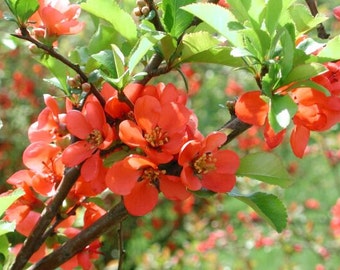 Chaenomeles Japonica Bonsai Bush 10 Seeds, Cold Hardy & Fragrant, Red Japanese Flowering Quince Shrub
