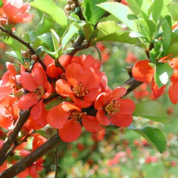 Chaenomeles Japonica Bonsai Bush 10 Seeds, Cold Hardy & Fragrant, Red Japanese Flowering Quince Shrub