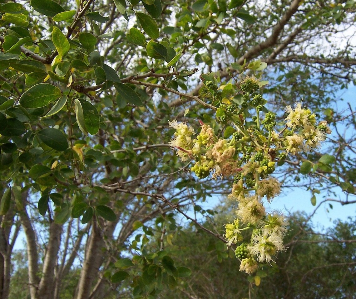 Pithecellobium Dulce Tree 15 Seeds, Manila Tamarind, Madras Thorn, or ...